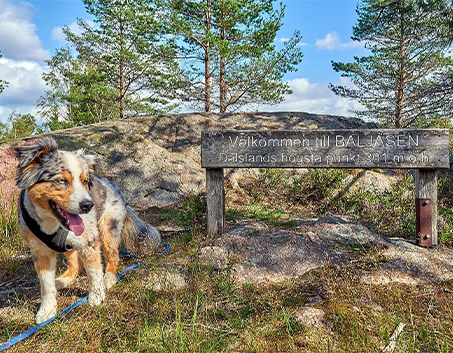 Dalsland görseli